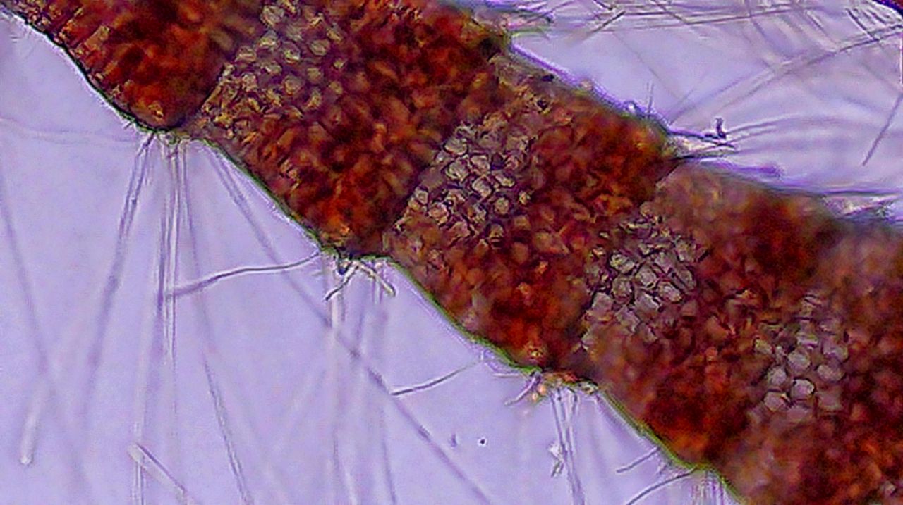 Il velcro del Tirreno, la storia di un''alga
